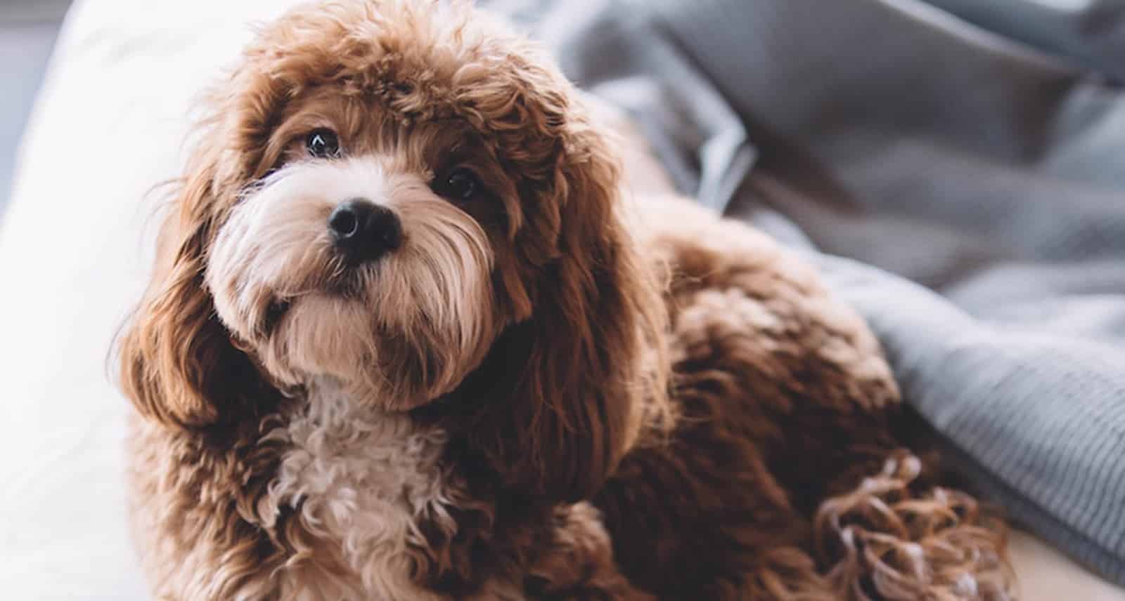 a dog looking at the camera