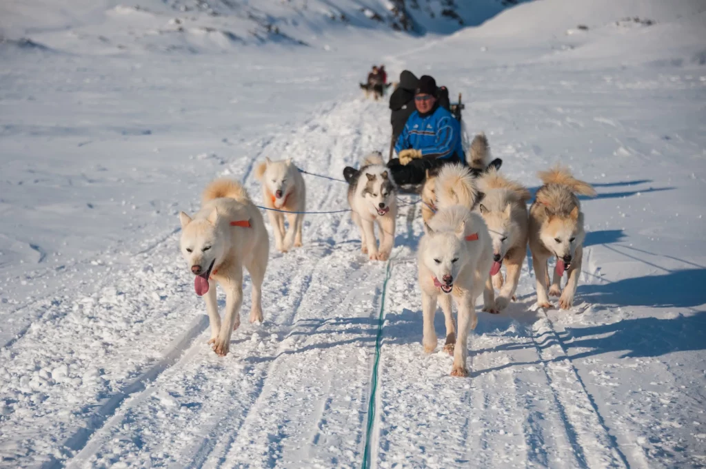 pack of dogs towing people in the snow