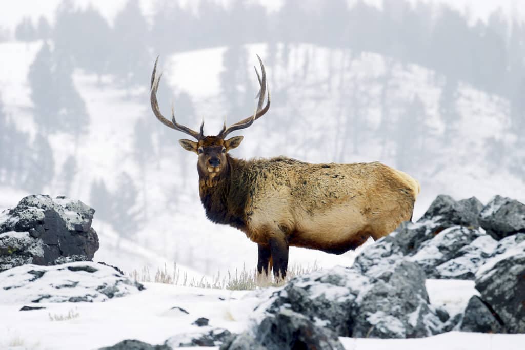 On a cold winter morning, a bull elk poses for his portrait in Yellowstone